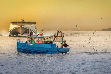 IP-based real-time fisheries management